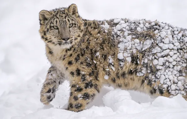 Picture snow, predator, IRBIS, snow leopard, wild cat, young, snow leopard