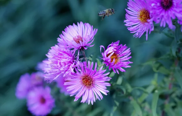 Picture flowers, nature, bee, purple, asters