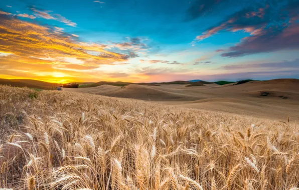 Picture the sky, clouds, sunset, rye, spikelets, The slopes