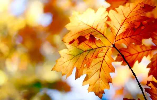 Picture autumn, leaves, nature, paint, colors, nature, autumn, leaves, bokeh, bokeh, 2560x1600