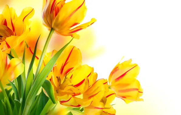 Picture bouquet, spring, petals, tulips