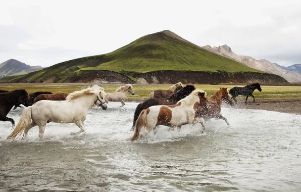 Picture freedom, water, nature, horses