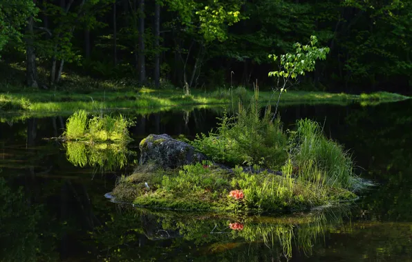 Picture forest, grass, flowers, lake, reflection, island, tree