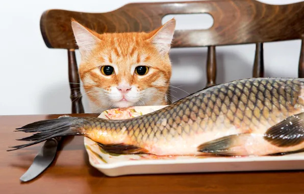 Picture cat, table, fish, red, chair, knife