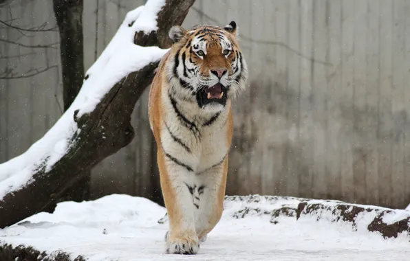 Picture cat, snow, tiger, tree, Amur