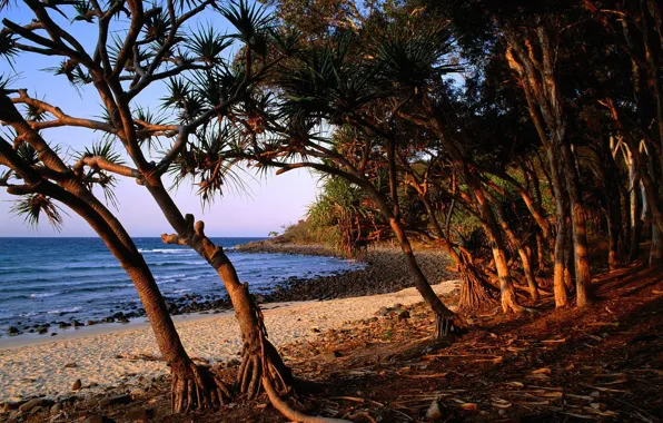 Picture Sea, Beach, Trees, Stones, Roots