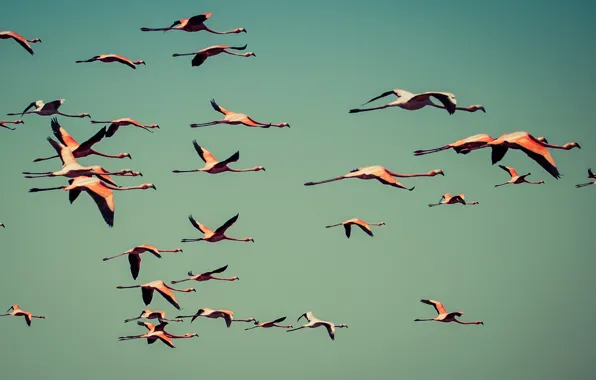 Picture sky, flying, flamingos