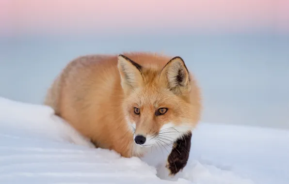 Picture twilight, fox, sunset, winter, snow, dusk, wildlife, hunting