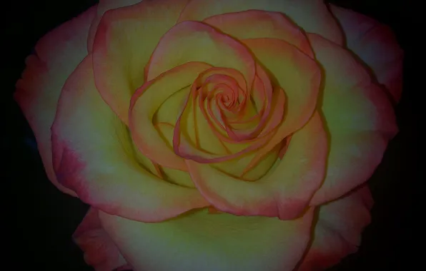 Picture flower, rose, Bud, red yellow rose, rosebud
