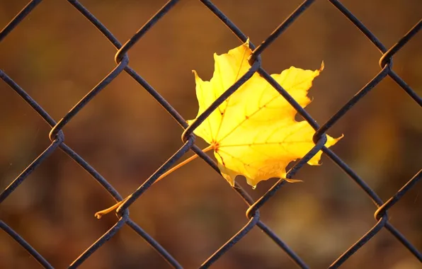 Picture autumn, macro, yellow, sheet, mesh, the fence, rods