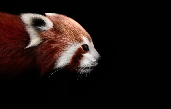 Picture background, black, art, firefox, Red Panda