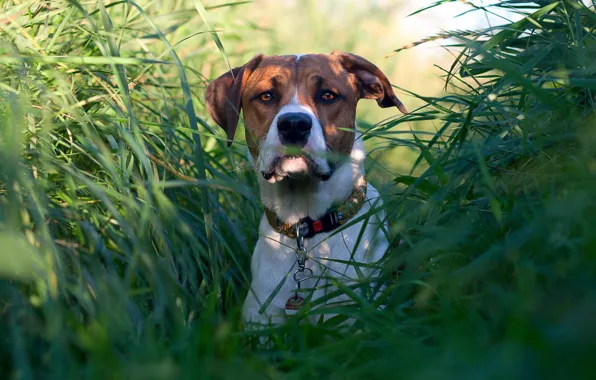 Picture grass, look, dog