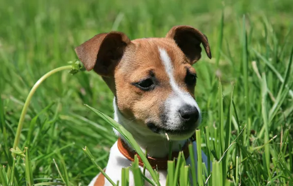 Picture dogs, nature, dog, spring, puppy, Jack Russell