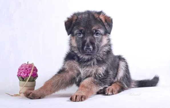 Picture candle, puppy, breed, German shepherd