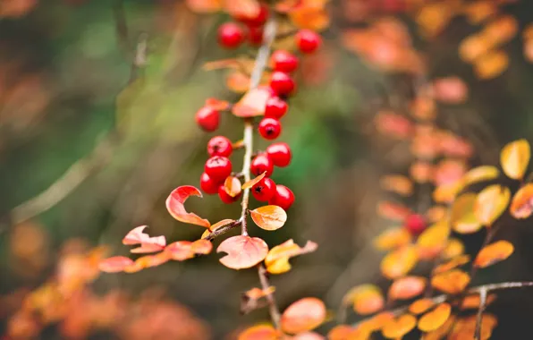 Picture autumn, leaves, macro, branch, yellow, Berries, bunch, red, bokeh