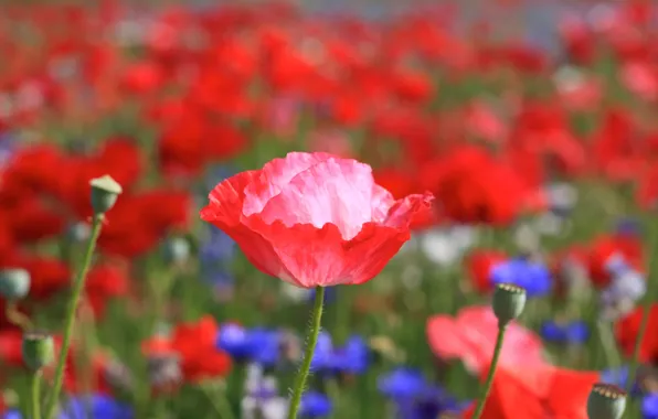 Picture field, flower, summer, flowers, red, bright, heat, pink, glade, plant, Mac, petals, stem, Bud, blue