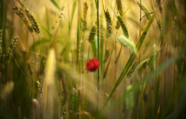 Picture field, flower, flowers, red, one, Mac, Maki, spikelets