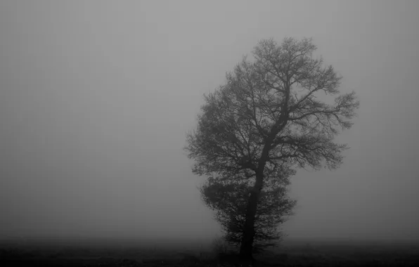 Picture fog, tree, black and white, monochrome