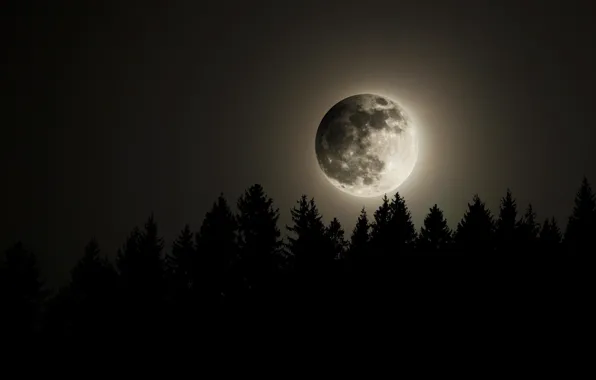 Picture forest, the sky, night, the moon, the full moon