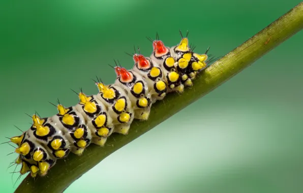 Picture caterpillar, nature, plant, stem