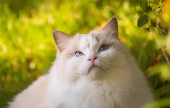 Picture cat, beauty, fluffy, Ragdoll
