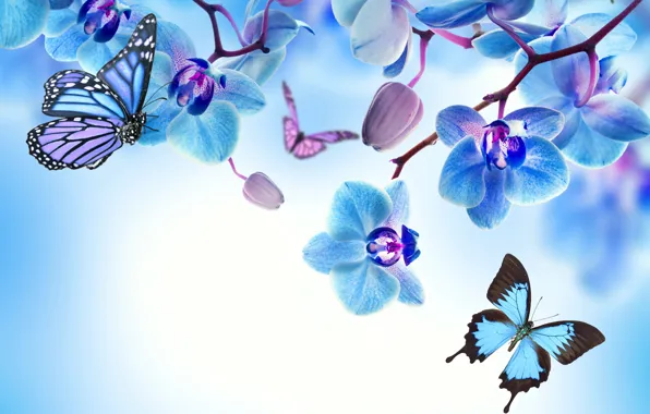 Picture butterfly, flowers, Orchid, blue, flowers, beautiful, orchid, butterflies