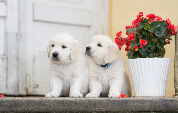 Picture dogs, flower, puppies, a couple, twins, begonia