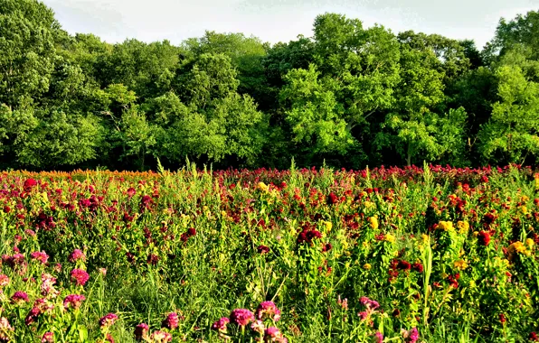 Picture field, summer, trees, Nature, summer, flowers, trees, field, nature, flowers, flowering