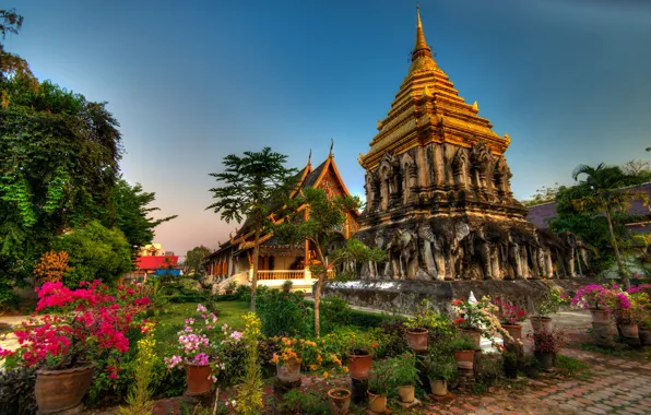 Picture flowers, Thailand, Thailand, Chiang Mai, Wat Chiang man, Wat Chiang Man, Chiang Mai