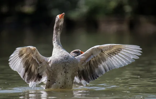 Picture water, bird, wings, goose