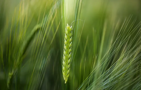 Picture wheat, macro, green background, spike