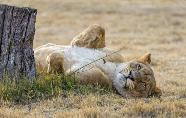 Picture cat, grass, stay, stump, lioness, ©Tambako The Jaguar