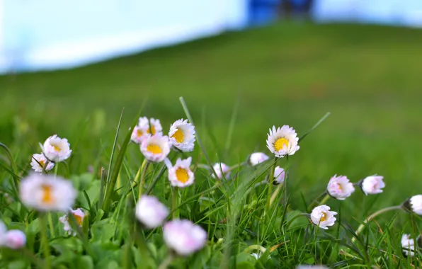 Picture field, grass, flowers, pink and white