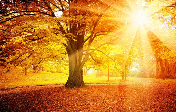 Picture autumn, forest, leaves, the sun, tree, autumn, leaves