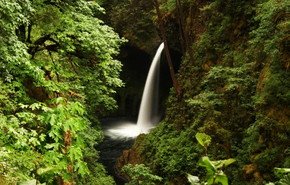 Picture forest, trees, rock, waterfall, USA, Oregon, Metlako Falls