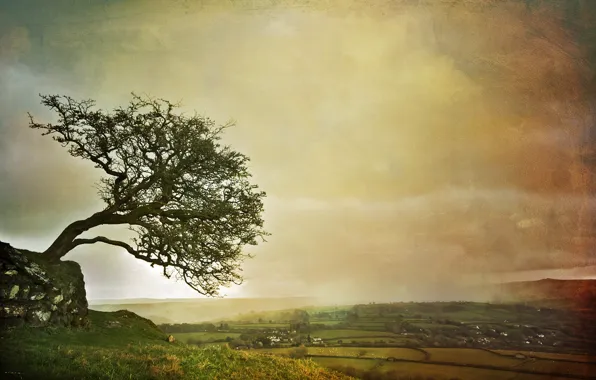 Picture landscape, style, tree