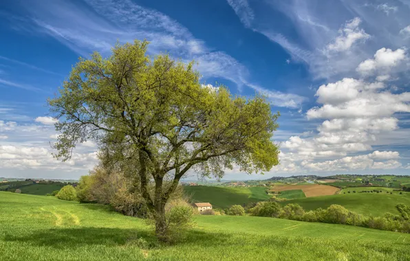 Picture house, tree, hills, field, spring, Italy