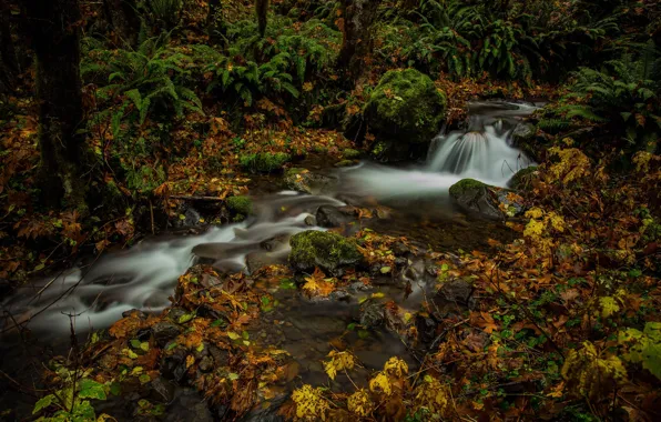 Picture autumn, forest, leaves, stream, fern, Washington, Mount Rainier National Park, National Park mount Rainier, Washington …