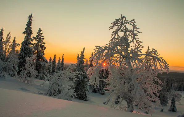 Picture winter, the sky, clouds, snow, trees, sunset, Finland, Lapland