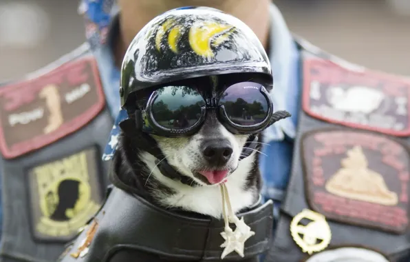 Picture dog, glasses, helmet