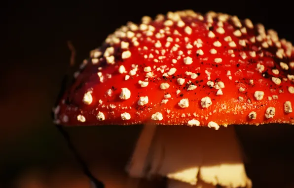 Picture nature, background, mushrooms