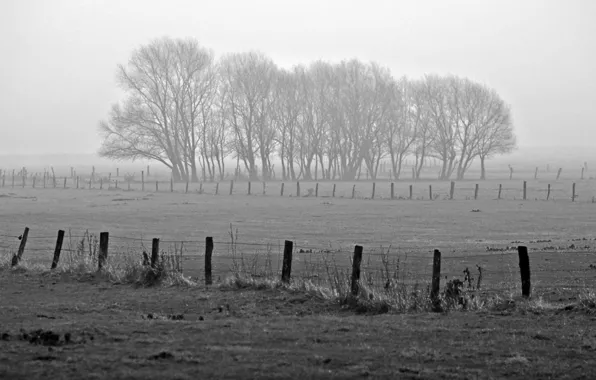 Picture Nature, Landscapes, Fog