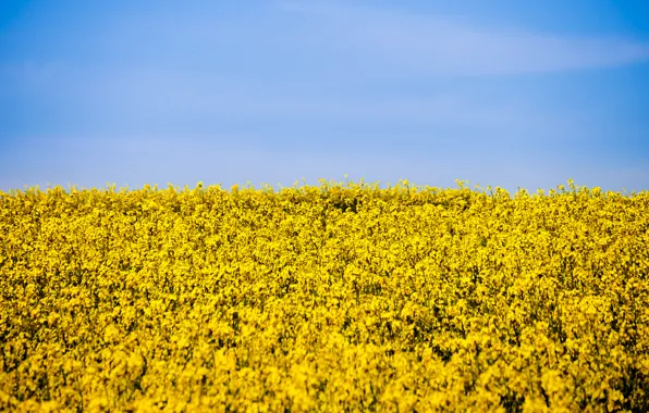 Picture the sky, flowers, field of flowers, a field of gold