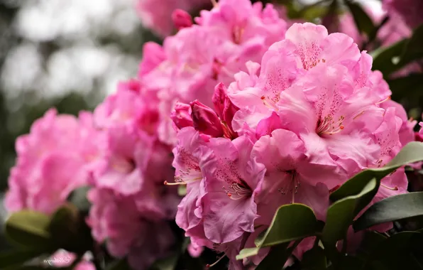 Picture macro, pink, rhododendron, Azalea