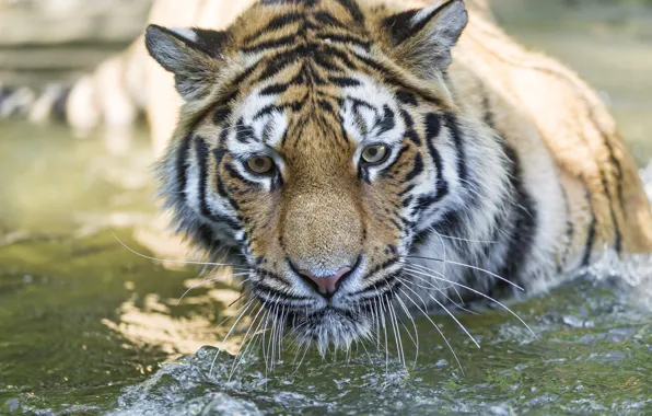 Picture cat, look, face, water, tiger, bathing, Amur, ©Tambako The Jaguar
