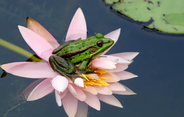Picture flower, water, nature, sheet, frog
