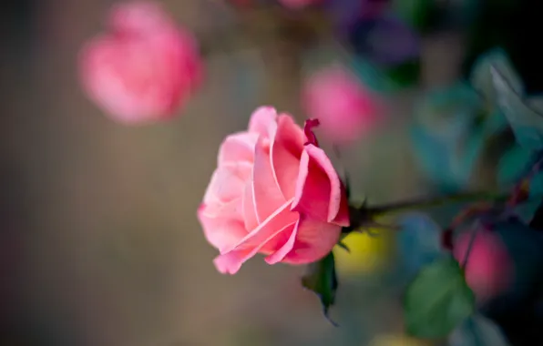 Picture flower, macro, pink, rose, petals, blur, Bud