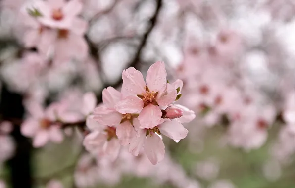 Picture Nature, Tree, Spring, beauty, Blossom