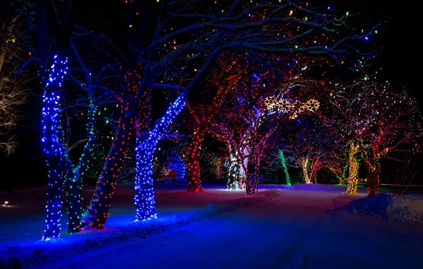Picture winter, snow, night, nature, lights, tree