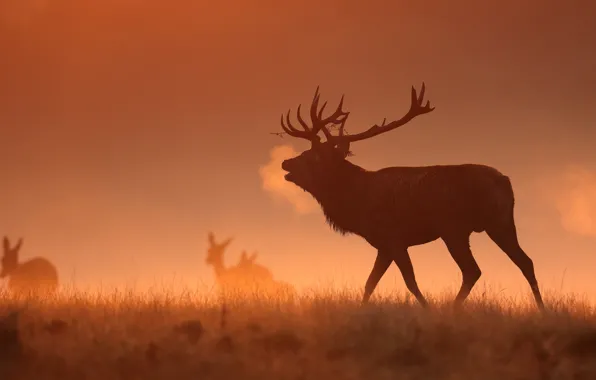 Picture fog, morning, deer